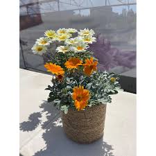 Image result for Gazanien