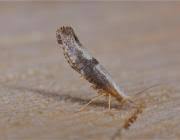 Attēlu rezultāti vaicājumam “Argyresthia spinosella”