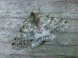 Attēlu rezultāti vaicājumam “Phigalia pilosaria”