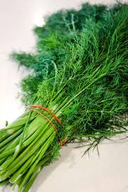 Image result for Dill