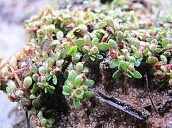 Attēlu rezultāti vaicājumam “Elatinaceae”