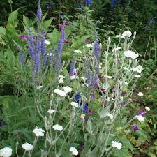 Image result for Lychnis coronaria alba