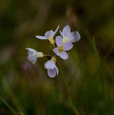 Attēlu rezultāti vaicājumam “Cardamine pratensis flower”