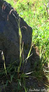 Attēlu rezultāti vaicājumam “Cinna latifolia”