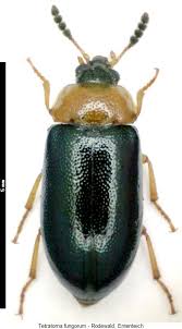 Attēlu rezultāti vaicājumam “Tetratoma fungorum”