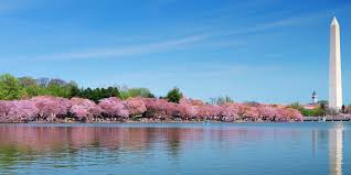 Image result for "cherry blossom" washington
