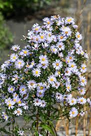 Attēlu rezultāti vaicājumam “Symphyotrichum x salignum leaf”