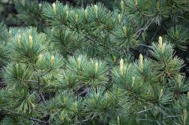 Image result for Pinus cembra