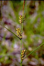 Attēlu rezultāti vaicājumam “Carex lasiocarpa leaf”