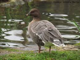 Attēlu rezultāti vaicājumam “Anser brachyrhynchus adult”