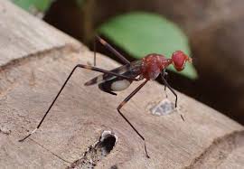 Attēlu rezultāti vaicājumam “Micropezidae”