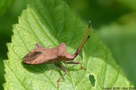 Attēlu rezultāti vaicājumam “Coreus marginatus imago”