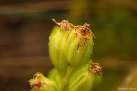 Attēlu rezultāti vaicājumam “Liparis loeselii bud”