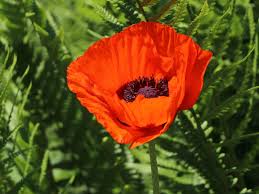 Image result for Mohn
