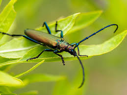 Attēlu rezultāti vaicājumam “Aromia moschata”