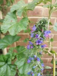 Attēlu rezultāti vaicājumam “Echium vulgare flower”