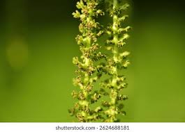 Attēlu rezultāti vaicājumam “Juglans mandshurica female flower”