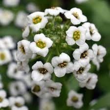 Attēlu rezultāti vaicājumam “Lobularia maritima”