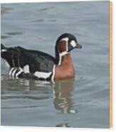 Image result for Branta ruficollis