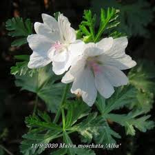 Image result for Malva moschata alba