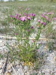Attēlu rezultāti vaicājumam “Centaurium littorale”