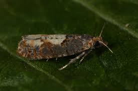 Attēlu rezultāti vaicājumam “Epinotia trigonella”