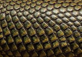 Image result for reptile scales