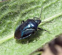 Attēlu rezultāti vaicājumam “Zicrona caerulea nymph”