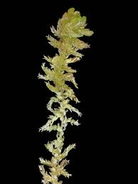 Attēlu rezultāti vaicājumam “Sphagnum tenellum”