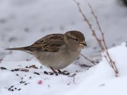 Attēlu rezultāti vaicājumam “Passer domesticus male”
