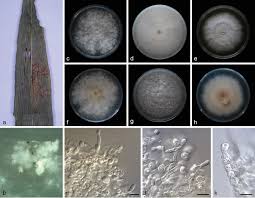 Attēlu rezultāti vaicājumam “Dianema nivale spores”