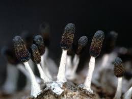 Attēlu rezultāti vaicājumam “Diachea leucopodia”