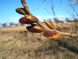Attēlu rezultāti vaicājumam “Populus x canadensis”