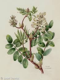 Attēlu rezultāti vaicājumam “Astragalus glycyphyllos”