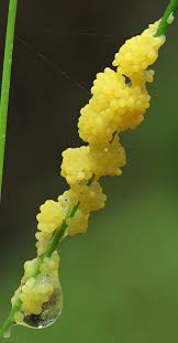 Attēlu rezultāti vaicājumam “Lamproderma gulielmae”