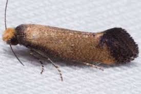 Attēlu rezultāti vaicājumam “Incurvariidae”