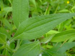 Attēlu rezultāti vaicājumam “Rudbeckia hirta var. hirta leaf”