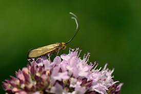 Attēlu rezultāti vaicājumam “Nemophora metallica”