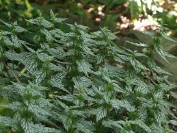 Attēlu rezultāti vaicājumam “Lamproderma gulielmae”