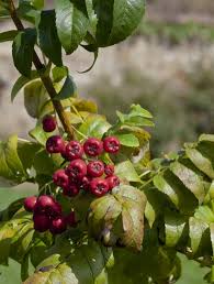 Attēlu rezultāti vaicājumam “x Sorbaronia fallax”