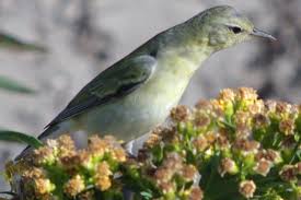 Image result for Vermivora peregrina