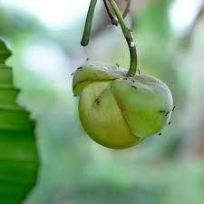 Attēlu rezultāti vaicājumam “Silene viscaria fruit”