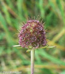 Image result for Scabiosa canescens