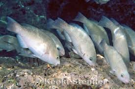 Image result for Scarus psittacus