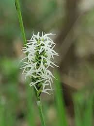 Attēlu rezultāti vaicājumam “Carex cespitosa”