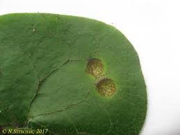 Attēlu rezultāti vaicājumam “Puccinia agrostidis”