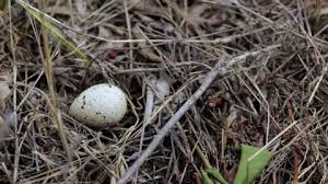 Attēlu rezultāti vaicājumam “Caprimulgus europaeus eggs”