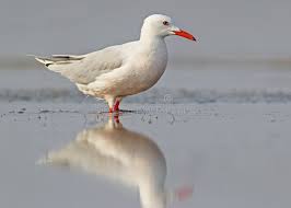 Image result for Chroicocephalus genei