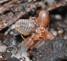 Attēlu rezultāti vaicājumam “Nicrophorus vespilloides”