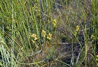 Attēlu rezultāti vaicājumam “Scheuchzeriaceae”